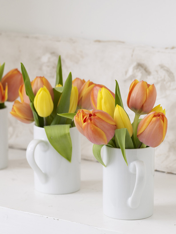 flowers tulips in a cup