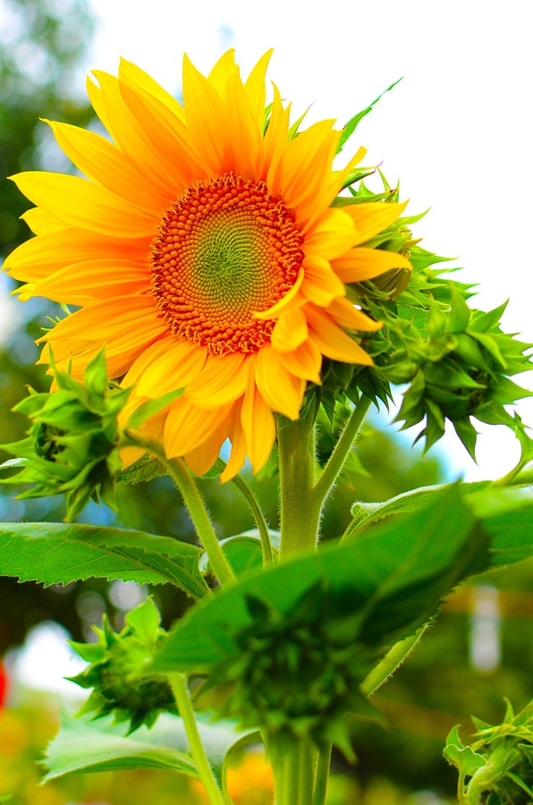sunflower better homes via pinterest